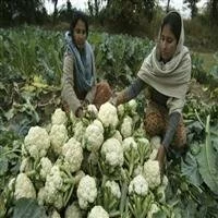 US plans tough norms for food imports from India, other places